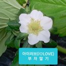 쌍림농약 네이버블로그