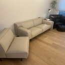 올리브나무 | 대형 올리브나무 후기 | 거실 소파 옆 공간 채우기