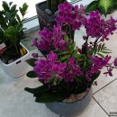 동안교 앞 이미지