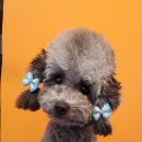 커몽커몽펫 이미지