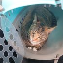 프리티도그 이미지