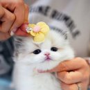 강남고양이분양캣프렌즈