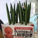 산아래쭈꾸미