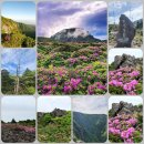 5월21일-27일(6박7)일/한라산철쭉제/가파도청보리 이미지