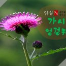 가시 살이 이미지