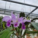 Cattleya jenmanii coerulea 'Pedra Azul '×self 카틀레야 젠마니 쎄룰레야 '페드라 아줄' 이미지