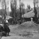 미루나무풍경 이미지