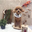 멍숲 | 멍숲 둔촌동강아지미용 후기예욤 (둔촌애견미용)