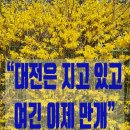 보은농장 | “보은은 이제 봄 시작! 개나리·목련 늦게 피는 이유”