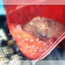 장안바다향 이미지