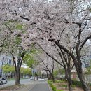 머나 먼 서쪽 바다 갯바람을 맞으며! - 보령시 웅천읍 운봉산(339.2) 산행, 서천군 마량리 동백나무숲 탐방 이미지