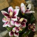 안동무궁화 이미지