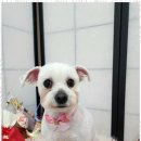 오늘도 예쁘개 이미지