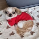 위즐 이미지