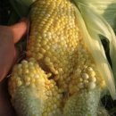 수산물 수입이라도 막자 ???? 청원 <b>아직</b> 칠천명 부족해‼️‼️ㅠㅠ