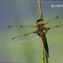 강남골드공인중개사사무소 이미지