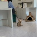 [ 부천 내몸에슈가링왁싱&amp;태닝 부천시청점 (21주차 임산부 왁싱 후기) ]