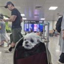 찐빵이와 제주여행 이미지
