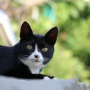 고양이 마을 이미지