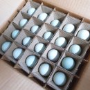 강원도 청계 농장 이미지