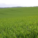 자연청정한우 이미지