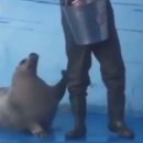 바다 사자