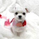 사랑스럽개 반려동물미용 이미지