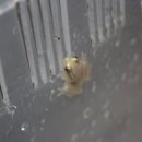 아라비안나이트클럽 | 귀여운 나이트클럽에디션 스태리나잇 리드프록 친구들이 입고 되었습니다