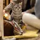 반갑다 창문밖 고양이 이미지