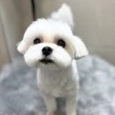 쿨펫동물병원(탄방점) 네이버블로그