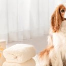 풀스테이 이미지