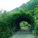 숲속의맑은향기 이미지