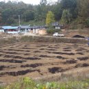 2009년 우리밀 ( 통밀가루 백밀가루 ) 통밀쌀 주문 예약 받습니다... ** 일시 판매종료 *** 이미지