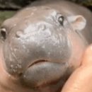 (유)하마 이미지