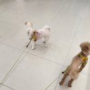 BALBARI(발바리) 이미지