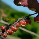 쌍치블루베리 이미지