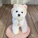 곰돌이 | 다이소 강아지 겨울옷 구경하고 곰돌이 겨울 모자 후기