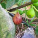 길손농장 이미지