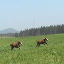 영한목장 이미지