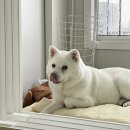 누리켄넬 | 유기견 입양, 진도믹스 성견 누리를 만난지 1년이 되었어요!✨