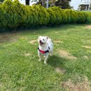 아일랜드유치원 | 거제도 강아지랑 가기 좋은 곳! 천연잔디 애견운동장 &amp; 애견호텔 : 멍아일랜드