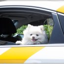 퍼스트동물병원 이미지