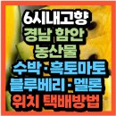 블루베리 | KBS 6시 내고향 경남 함안 농산물 블루베리 흑토마토 백자멜론 슈퍼골드수박 위치 택배주문방법