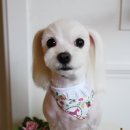 바둑이 애견 이미지