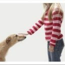 댕댕클라스 이미지