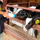 찐빵목장 이미지