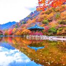 가을단풍절정-내장산국립공원 이미지