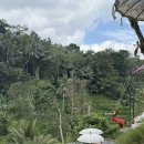 뜨랑밸리 | 발리 태교여행 우붓 뜨랑깔랑 티스카페 (Tis Cafe) &amp; 나시짬뿌르 맛집 컴파운드 와룽 (Compound Warung)