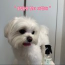 포링 | 내돈내산 펫페어에서 직접 구입한 포링클린 멀티 세정제 후기 | 강아지 발세정 | 미스트