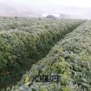 서리농장 이미지